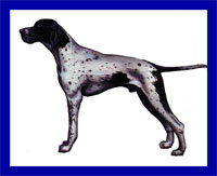 a well breed Pointer dog